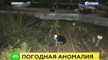 В Москве коты впали в бешенство из-за аномального тепла В Москве коты впали в бешенство из-за аномального тепла