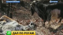 Поклонники Тимура и Амура обсуждают стычку между друзьями Поклонники Тимура и Амура обсуждают стычку между друзьями