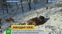 Амур потрепал Тимура Амур потрепал Тимура