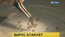 ВОЗ назвала сроки появления вакцины от вируса Зика ВОЗ назвала сроки появления вакцины от вируса Зика