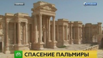 Прибывшие в Сирию российские саперы разворачивают лагерь в окрестностях Пальмиры Прибывшие в Сирию российские саперы разворачивают лагерь в окрестностях Пальмиры