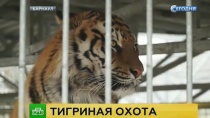 В барнаульском зоопарке прокомментировали нападение тигра на школьницу В барнаульском зоопарке прокомментировали нападение тигра на школьницу