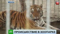 Очевидцы рассказали о нападении тигра на школьницу в зоопарке Барнаула Очевидцы рассказали о нападении тигра на школьницу в зоопарке Барнаула