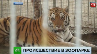          .     ,  13-        .    ,      .,   , , ..Ru: , ,   