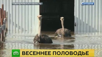          : .         - .   ,      .         ., ,  ..Ru: , ,   