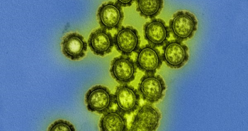   H1N1,      2009      .