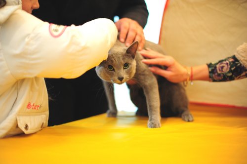    Cat show Moldova 2011