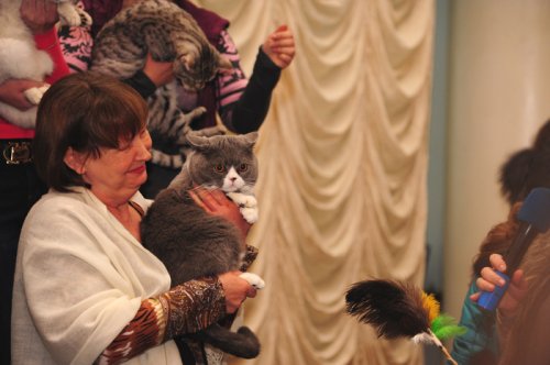    Cat show Moldova 2011