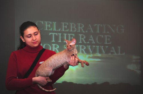    Cat show Moldova 2011