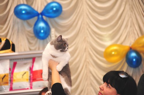    Cat show Moldova 2011