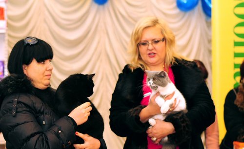    Cat show Moldova 2011