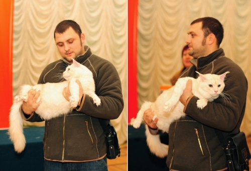    Cat show Moldova 2011