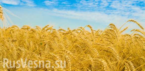 Урожай в Приазовье ДНР начал созревать ускоренными темпами