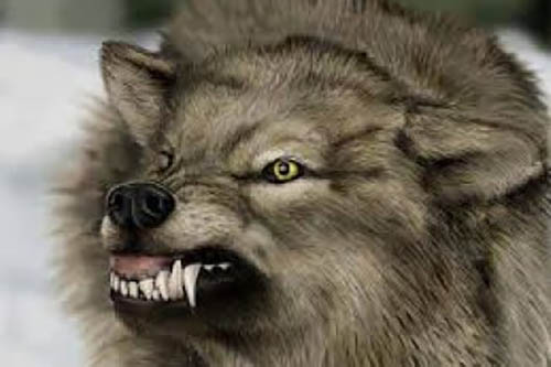 На Мариуполь наступают волки