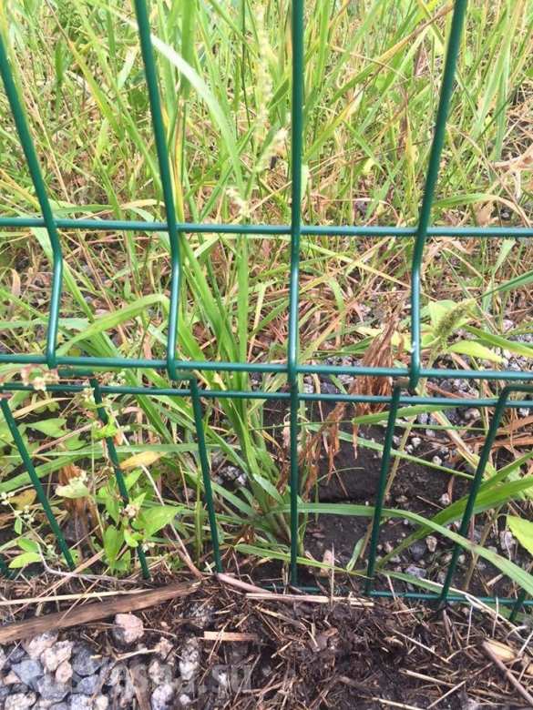 В Раде хотят выяснить, как «стена Яценюка» на границе с Россией превратилась в «огородную решетку» (ФОТО) | Русская весна