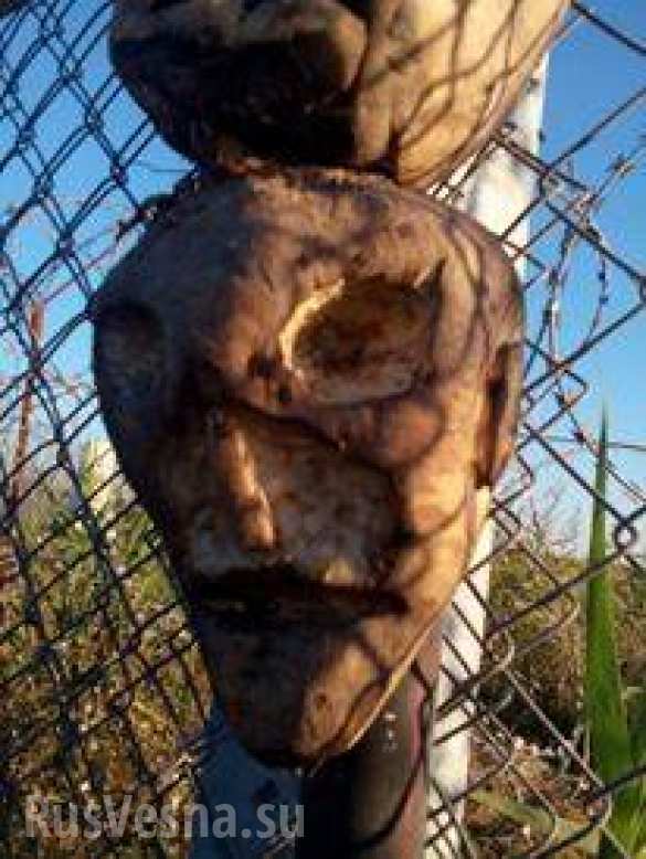 Венгерский депутат предложил отпугивать мигрантов головами свиней на границе (ФОТО) | Русская весна