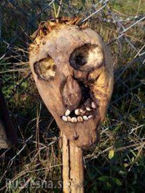 Венгерский депутат предложил отпугивать мигрантов головами свиней на границе (ФОТО) | Русская весна