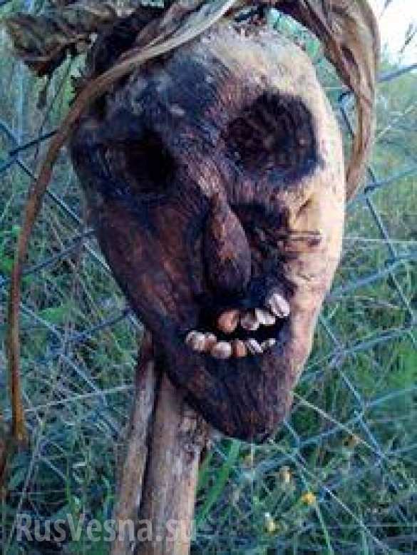 Венгерский депутат предложил отпугивать мигрантов головами свиней на границе (ФОТО) | Русская весна