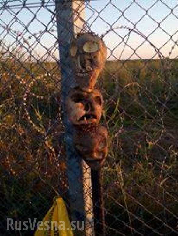 Венгерский депутат предложил отпугивать мигрантов головами свиней на границе (ФОТО) | Русская весна