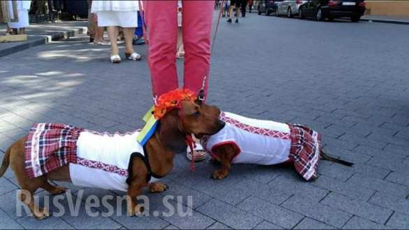 Как реагировали на парад украинцы: дочь Порошенко расплакалась, националисты возмущены холодным приемом военных (ФОТО) | Русская весна