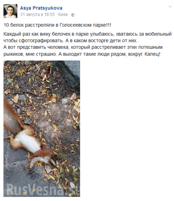 В Киевских парках профессионалы ради забавы расстреливают белок (ФОТО) | Русская весна