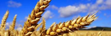 Крым приостановит вывоз зерна за рубеж